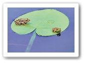 Two frogs on a lily pad