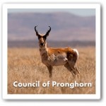 pronghorn