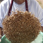 sifting through beans