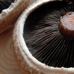 portobello mushroom